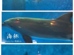 -华夏文旅海洋公园