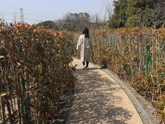 -昆山城市生态森林公园