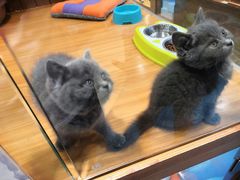 -龟与熊猫宠物公园(南坪店)