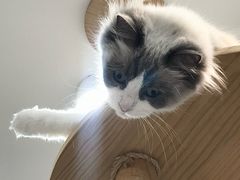 -喵园·猫主题咖啡厅·撸猫·猫咖(国贸店)