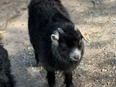 -前小桔亲子创意农场·草莓采摘·露营烧烤