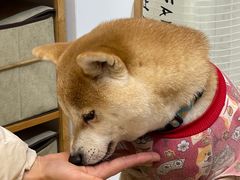 -柴迷FANS CLUB·柴犬狗咖·猫咖