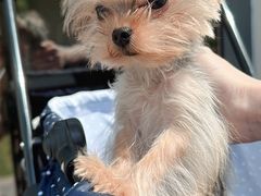 -momokira米努特·德文卷毛猫·棉花面纱犬