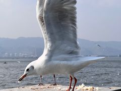 -海埂大坝