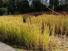 -前小桔亲子创意农场·草莓采摘·露营烧烤