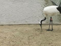 -盐城丹顶鹤湿地生态旅游区