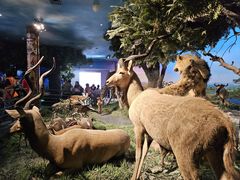 -国家自然博物馆