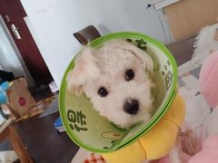 -联合动物医院(光谷诊疗中心)
