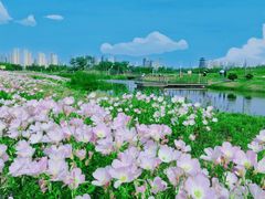 -洋湖国家湿地公园