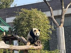 -武汉动物园