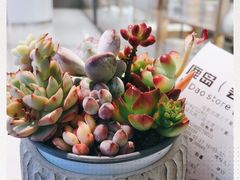 -鹿岛会员店 (龙湖三千集天街店)