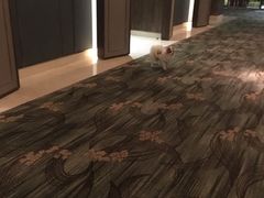 -上海崇明金茂凯悦酒店