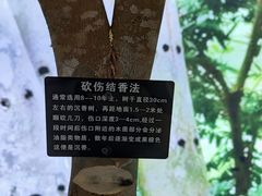 -呀诺达热带雨林