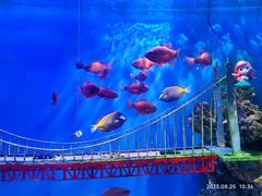 -太平洋海底世界