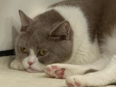 -芭比堂动物医院·CT·微创中心(新顺分院)