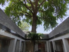 院子里的参天银杏-自如ZSPACE四合院艺术餐厅