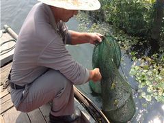 -阳澄湖大闸蟹·琼灵阁牌品牌连锁(吴中总店)