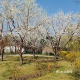 天气不错，又是一年的春天