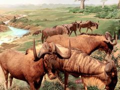 -陕西自然博物馆