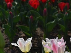 -大宁郁金香公园-停车场