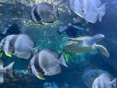 -太平洋海底世界