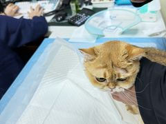 -美联众合动物医院·24h转诊中心