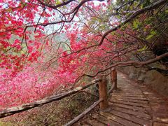 -木兰云雾山