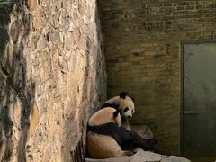 -都江堰中华大熊猫苑