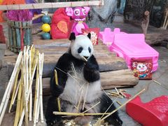 -海南热带野生动植物园