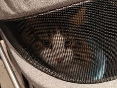 -宠爱国际动物医院·消化内科·心肾内科·ISFM猫友好(望京店)