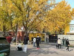 -三里屯东五街银杏大道