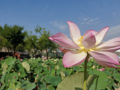 -莲花池公园
