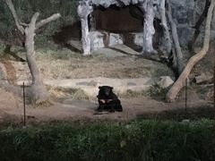 -清迈夜间动物园