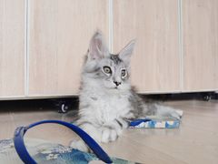 -十年猫舍·猫咪专门店(普陀店)