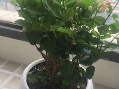 -双季花艺园艺市场(浦东店)