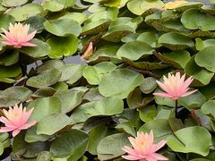 -国家植物园南园