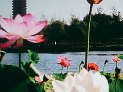 -西海子公园
