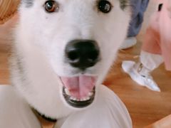 -Husky Go! 哈士奇体验馆·宠物咖啡厅狗咖