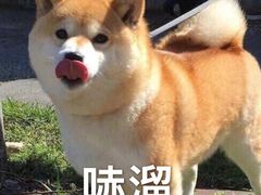 -都士牧人现烤牛肉干