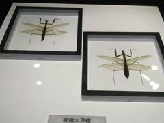 -上海昆虫博物馆