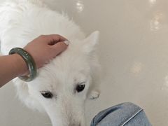 -共舞时光猫咖·狗咖(新街口店)