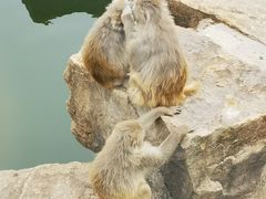 -无锡动物园·太湖欢乐园