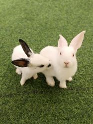 -萌宠亲子动物乐园(槐房万达店)