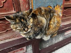 -龙华素斋(龙华路店)