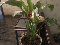 -若石足道SPA 连锁(丹东街店)