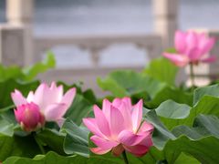-莲花池公园