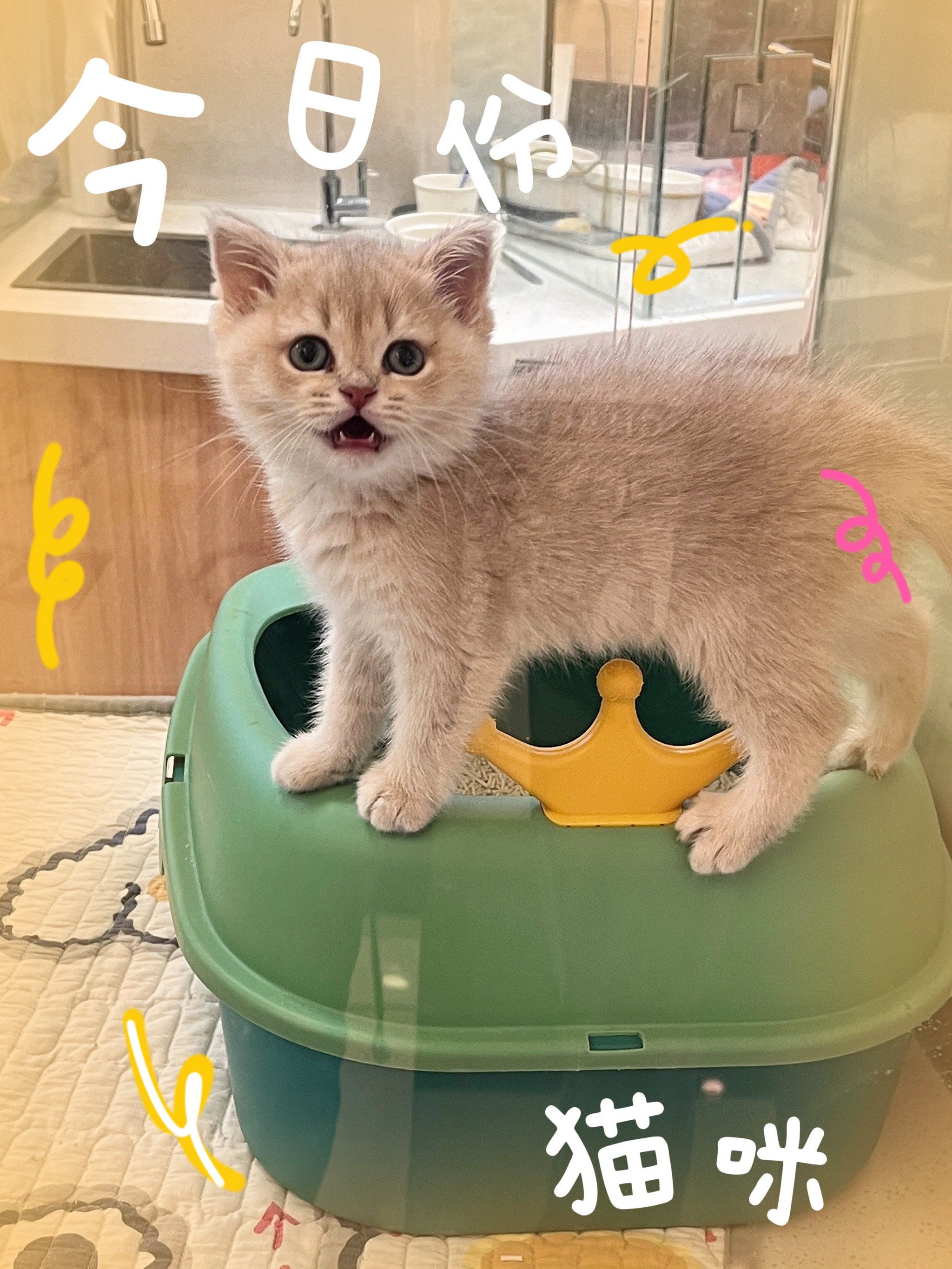 交换一张你拍的小动物 | 完美的小猫咪正脸照