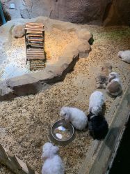 -酷嗒动物文化乐园(cutezoo西溪乐天城店)