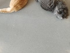 -飞行喵MR PILOT|猫舍·猫咖(静安大融城店)