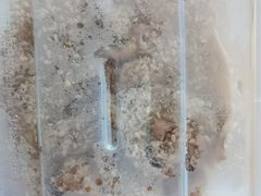 -老王豆皮